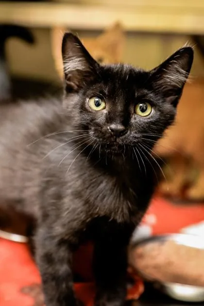 A baby small-sized male Domestic Short Hair cat named Stitch for adoption in Dothan, AL