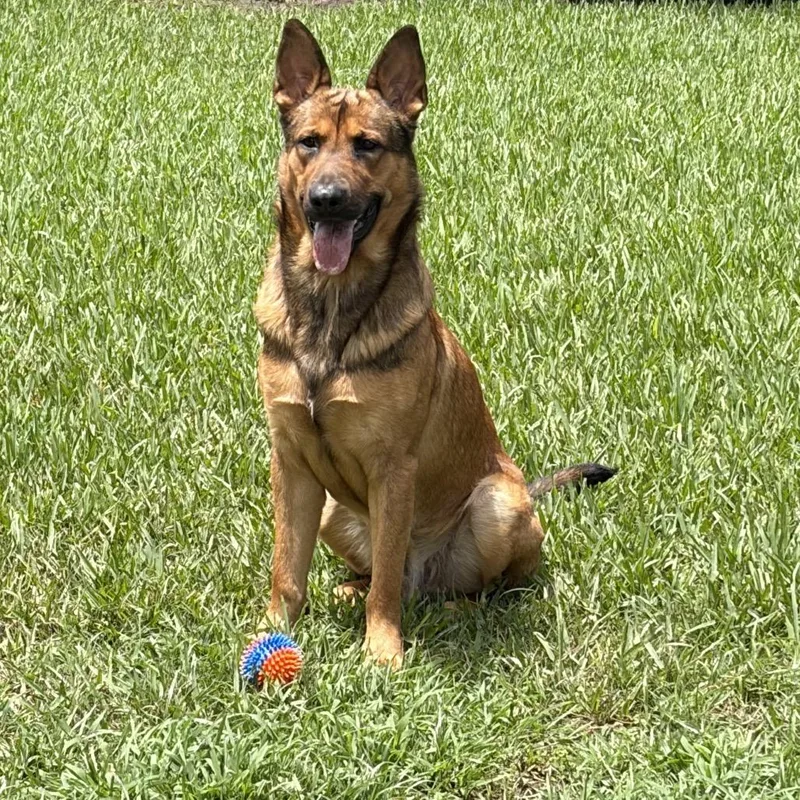 A young large-sized male Yellow / Tan / Blond / Fawn German Shepherd Dog dog named Charlie for adoption in Stephens City, VA
