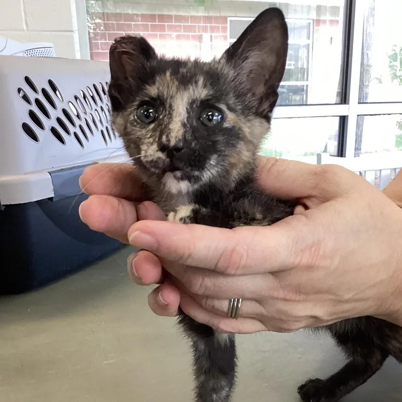 A baby small-sized female Tortoiseshell Domestic Short Hair cat named Elsie for adoption in Montgomery, AL