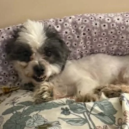 A young small-sized male Shih Tzu dog named Dallas for adoption in Cherry Hill, NJ