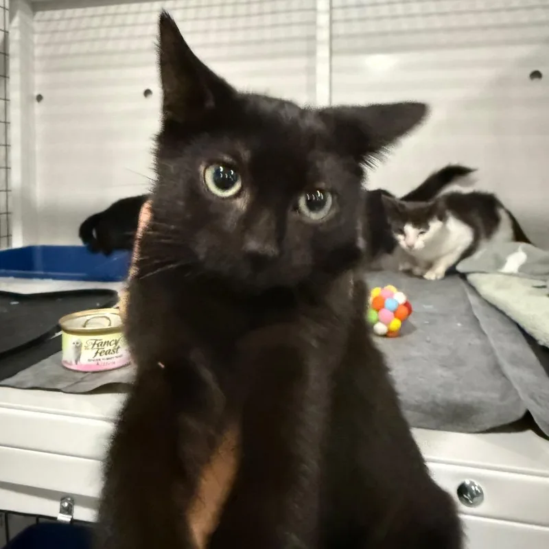 A baby small-sized male Domestic Short Hair cat named Gato for adoption in Miami, FL
