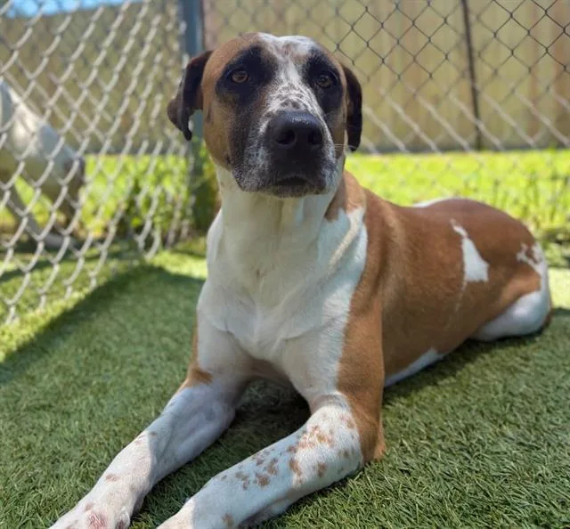 An adult medium-sized female Mixed Breed dog named Mystery for adoption in Columbia, SC