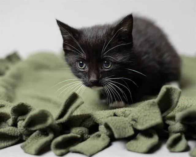 A baby small-sized female Domestic Short Hair cat named Valerie for adoption in Ames, IA