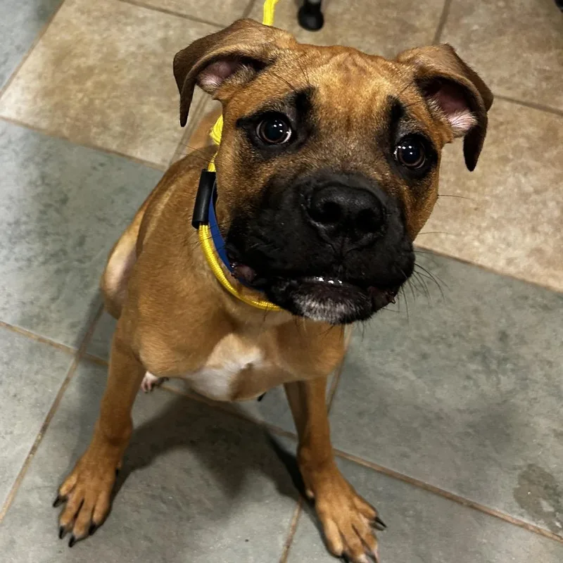 A baby small-sized male Brown / Chocolate Mixed Breed dog named Sequoia for adoption in Chattanooga, TN