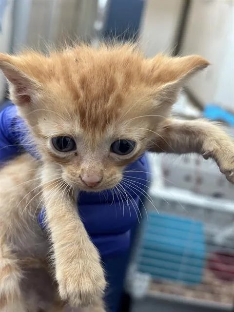 A baby medium-sized male Domestic Short Hair cat named Phoenix for adoption in Dallas, TX