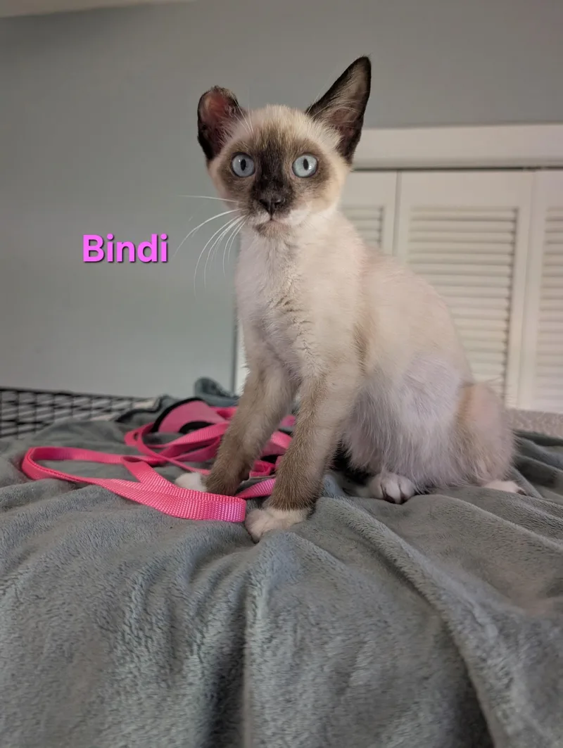 Bindi