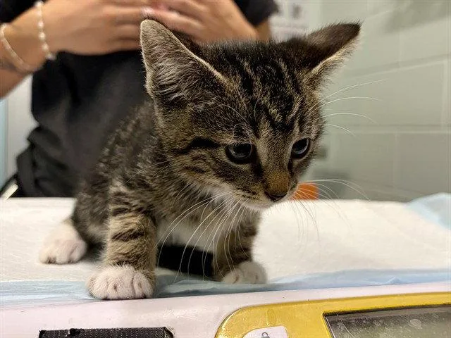 A baby small-sized male Brown / Chocolate Domestic Short Hair cat named Linguini for adoption in Tavares, FL