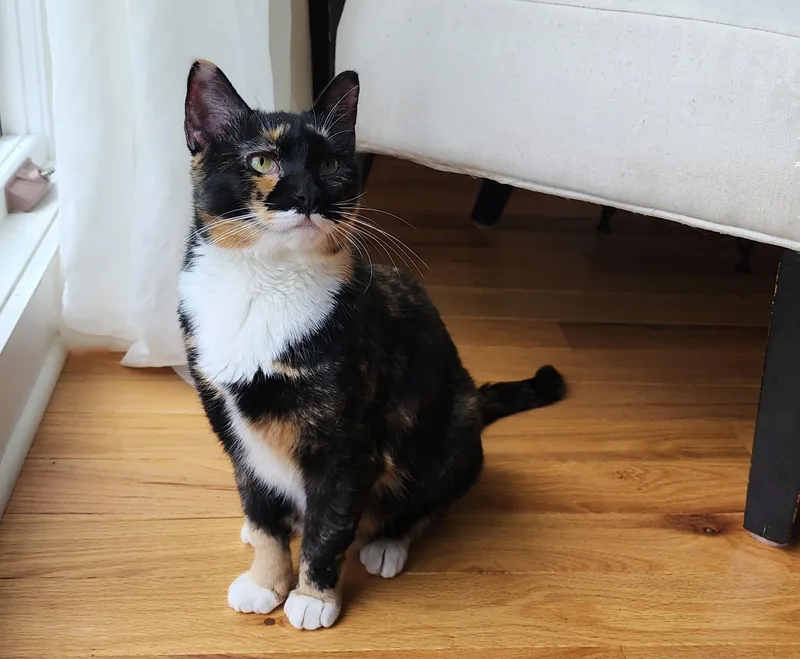 A young medium-sized female Calico Domestic Short Hair cat named Brownie for adoption in Mayfield, NY