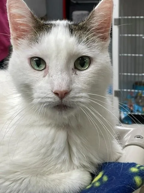 A senior medium-sized male Domestic Short Hair cat named Hank for adoption in Hayward, WI