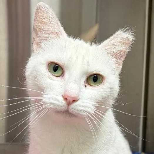 An adult medium-sized female White Domestic Short Hair cat named Cloud for adoption in Harrisonburg, VA