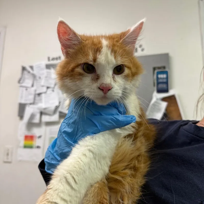 An adult medium-sized male Orange / Red Domestic Medium Hair cat named Mork for adoption in Charleston, WV