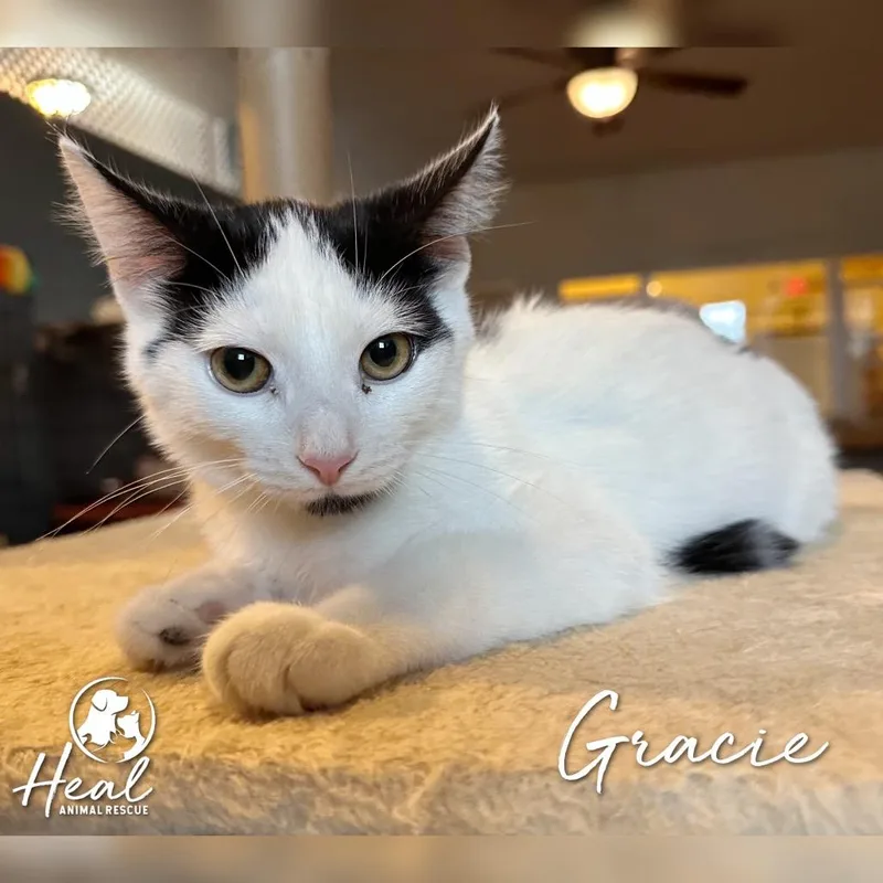 A baby small-sized female White Domestic Short Hair cat named Gracie for adoption in Youngwood, PA