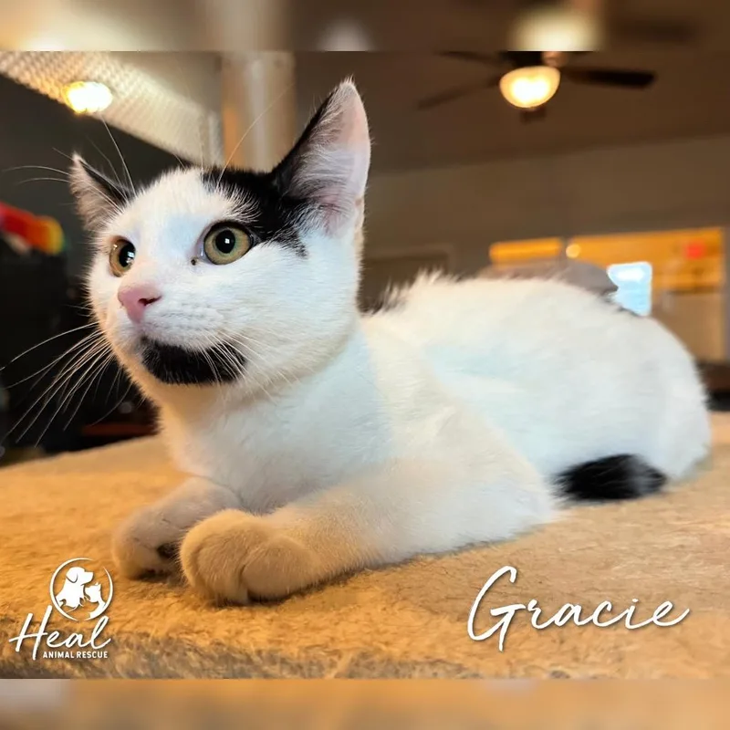 Gracie thumbnail 2
