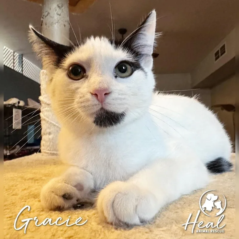 Gracie thumbnail 3
