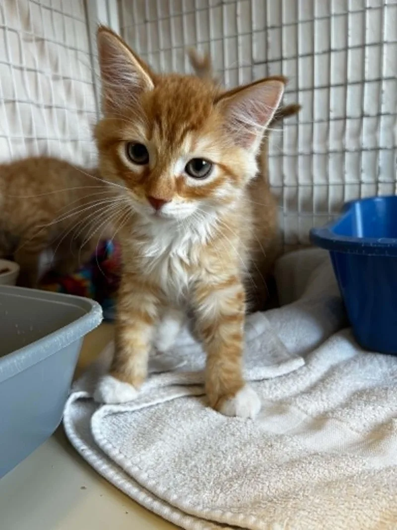 A baby medium-sized male Orange & White Domestic Medium Hair cat named Alistair for adoption in Chambersburg, PA