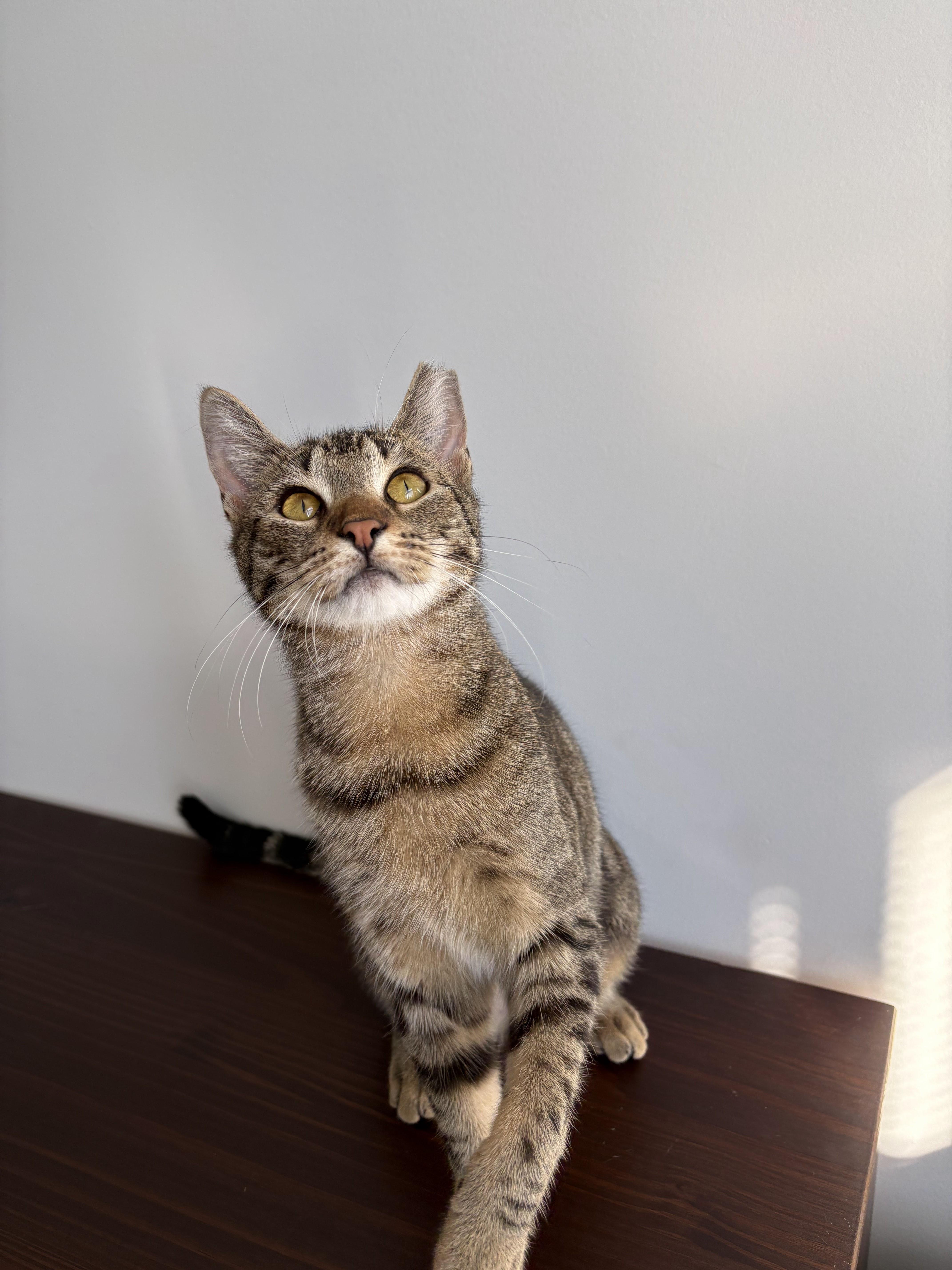 A young medium-sized female Tabby (Brown / Chocolate) Domestic Short Hair cat named Banshee for adoption in brooklyn, NY