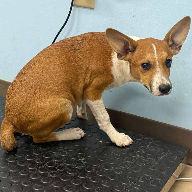 A baby small-sized male Yellow / Tan / Blond / Fawn Mixed Breed dog named Radar for adoption in Pine Bluff, AR