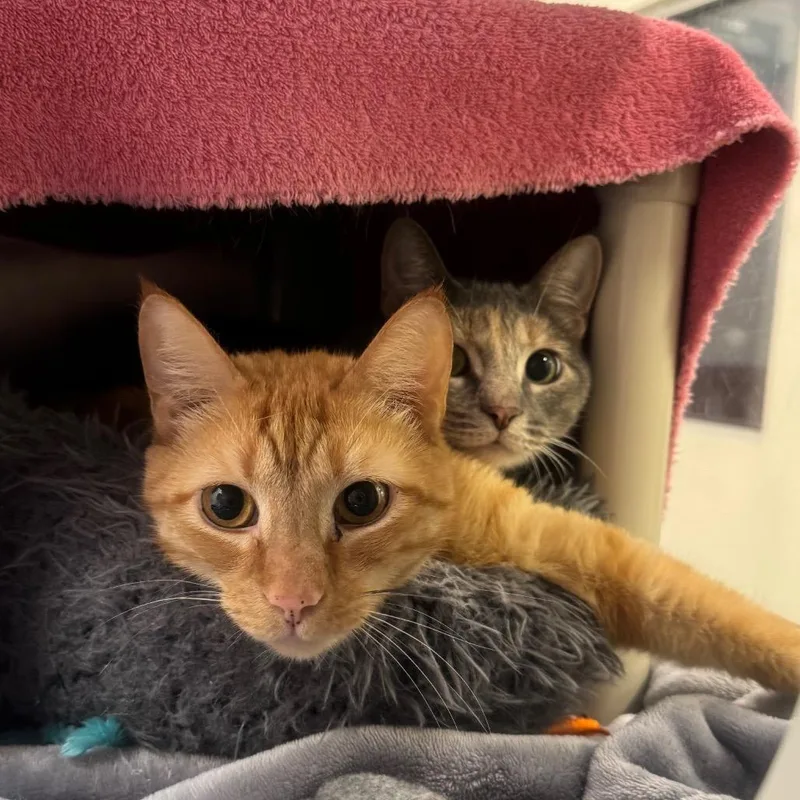 An adult large-sized male Domestic Short Hair cat named Houdini for adoption in York, PA