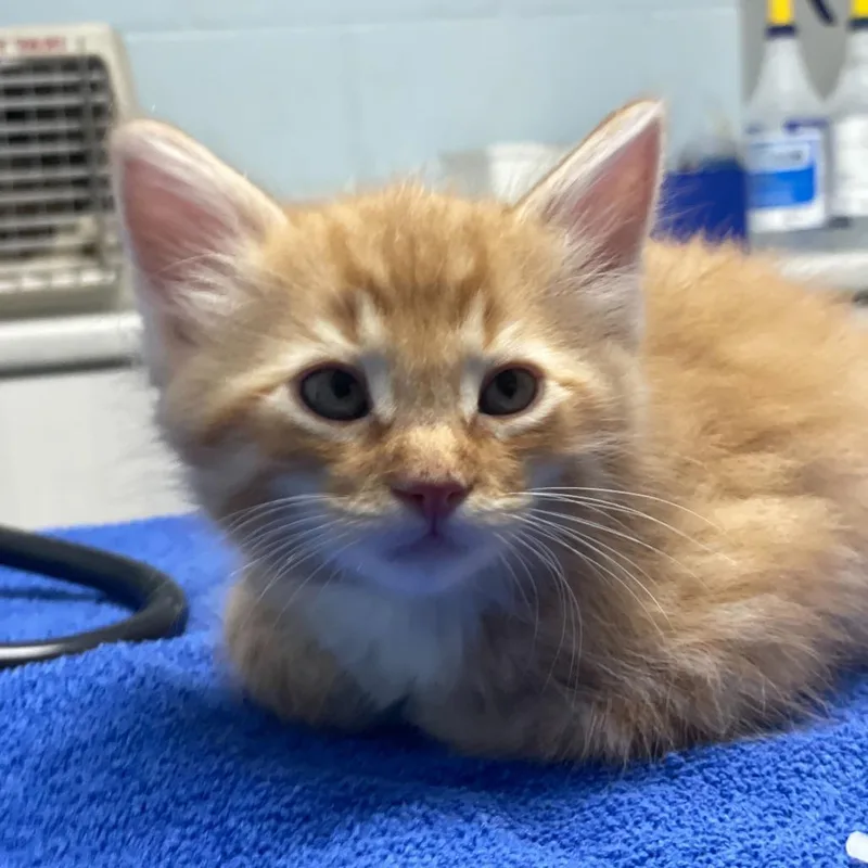 A baby small-sized male Orange / Red Domestic Medium Hair cat named Cheeto for adoption in Riverside, CA