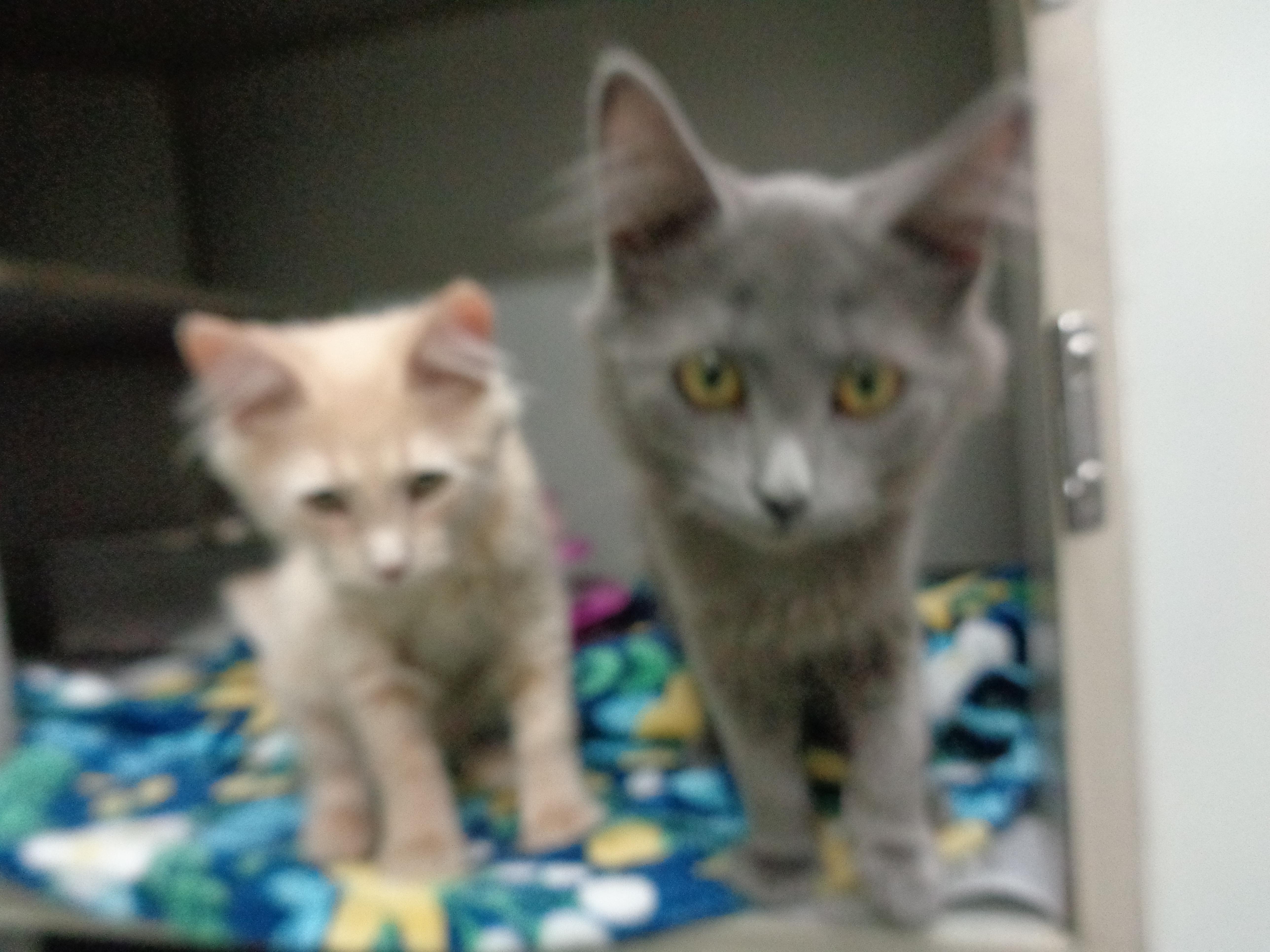 A baby small-sized male Tiger cat named Niall for adoption in Delhi, NY