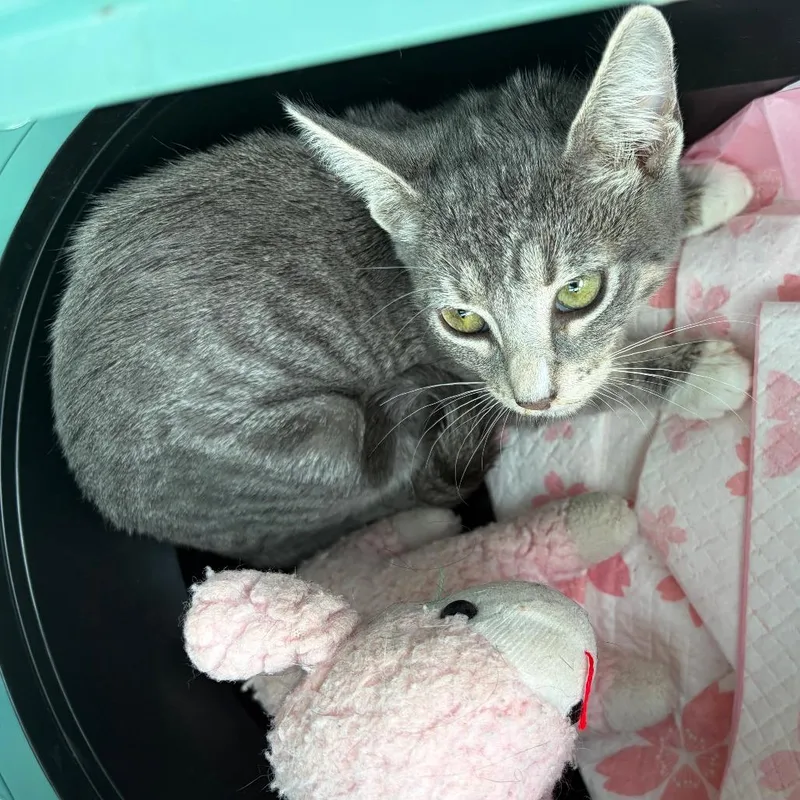 A baby small-sized female Gray / Blue / Silver Domestic Short Hair cat named Briar Rose for adoption in Brooklyn, NY