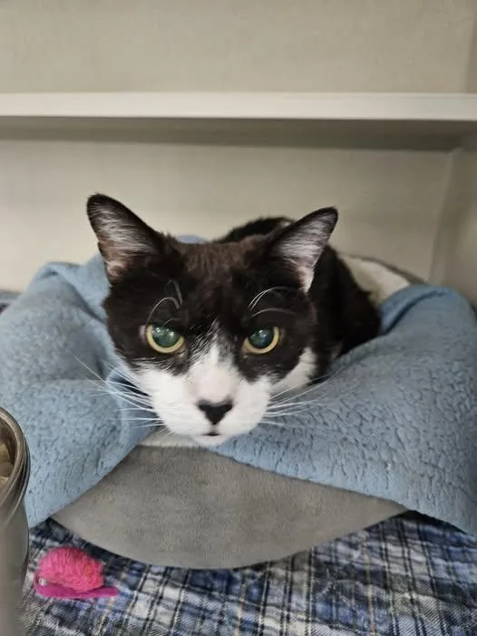 An adult medium-sized male Black & White / Tuxedo Tuxedo cat named Houdini for adoption in Quincy, CA