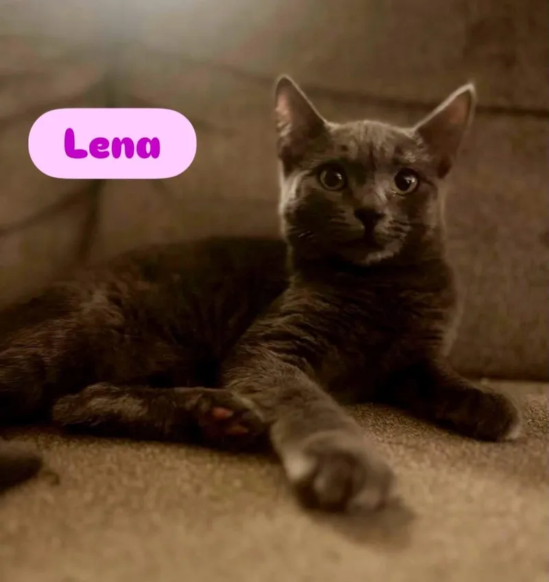 A baby small-sized female Gray / Blue / Silver Domestic Short Hair cat named Lena for adoption in Staten Island, NY