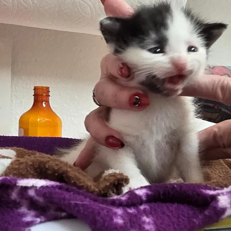 Daisy Mae thumbnail 3