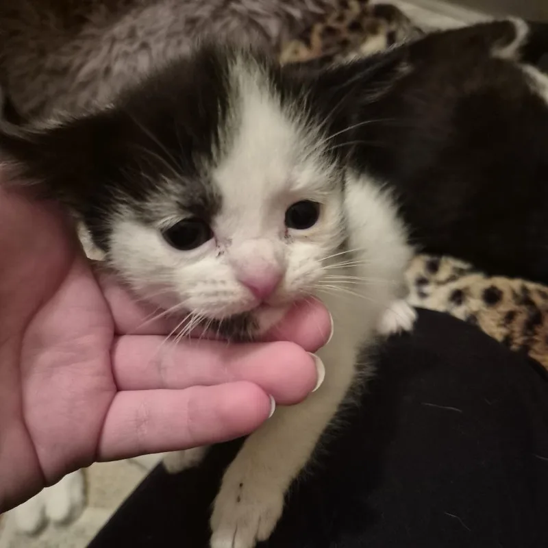 Daisy Mae thumbnail 4