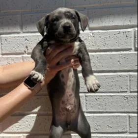 A young large-sized male Pit Bull Terrier dog named Jim for adoption in Kansas City, MO