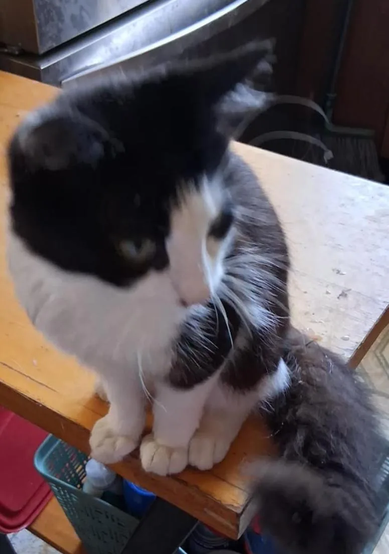 A young small-sized female Black & White / Tuxedo Tuxedo cat named Angel for adoption in Bayonne, NJ
