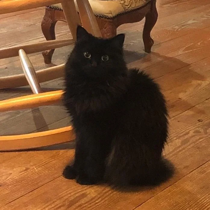 Gracie