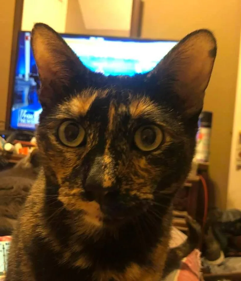 Tortellini thumbnail 2