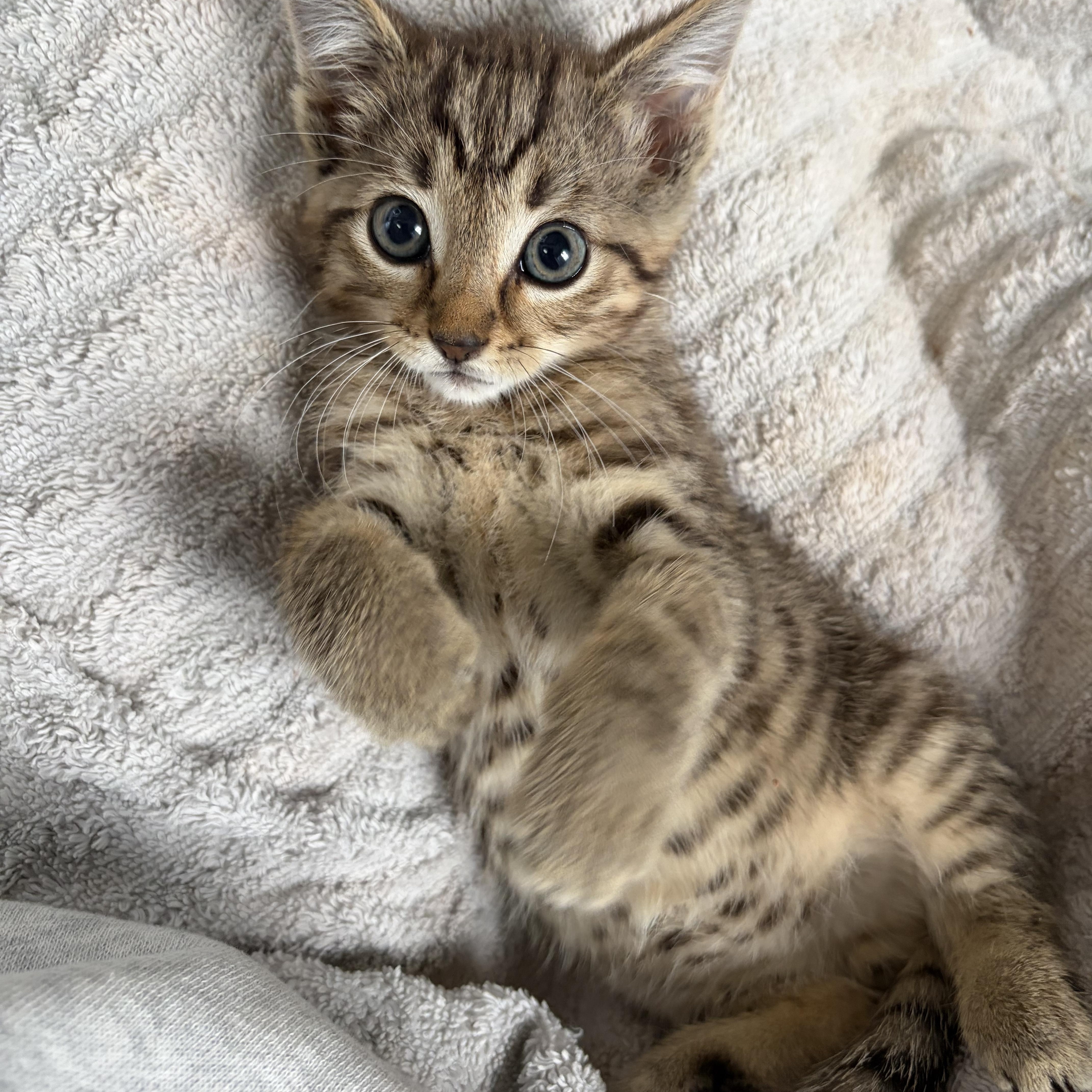 A baby small-sized male Domestic Short Hair cat named Shrimp for adoption in Lima, OH