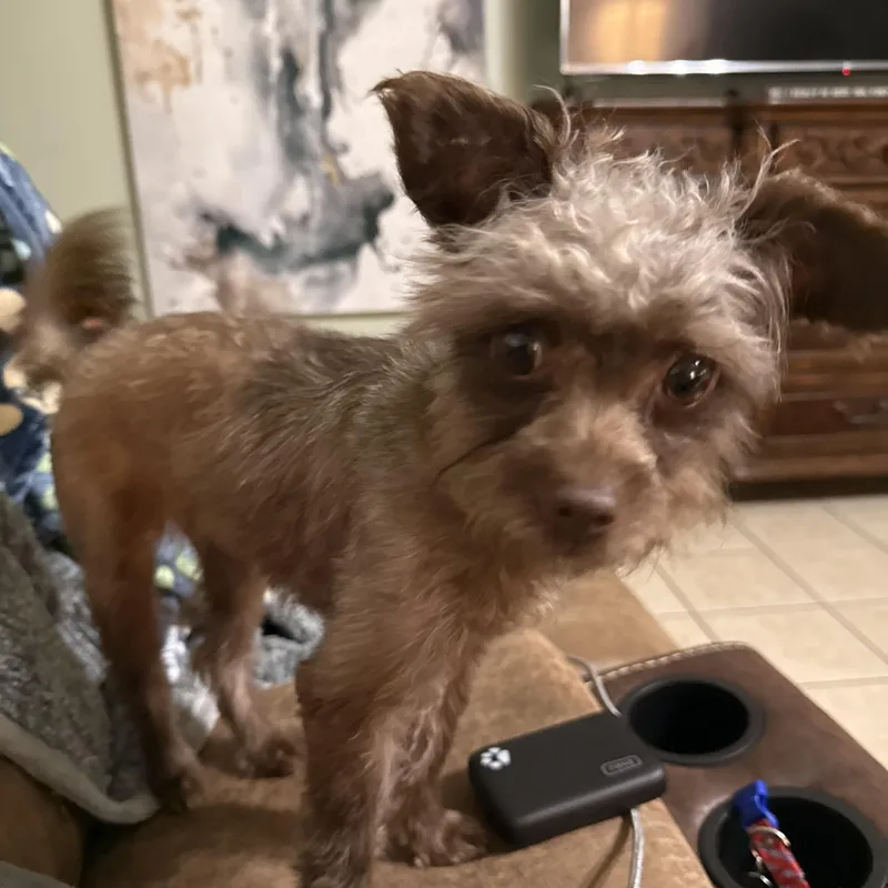 An adult small-sized female Yorkie Poo dog named Nadia for adoption in Texarkana, TX