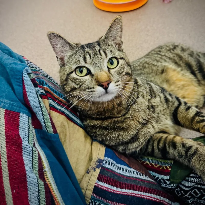 An adult medium-sized male Black Domestic Short Hair cat named Monster for adoption in Las Vegas, NV