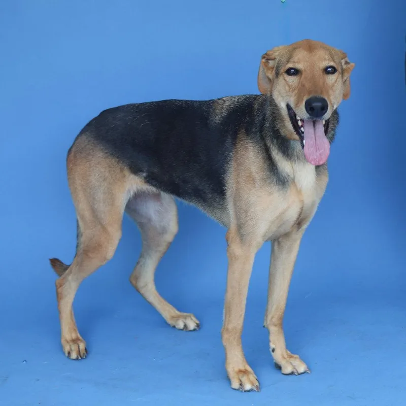An adult medium-sized female German Shepherd Dog dog named Luna for adoption in Pasadena, CA