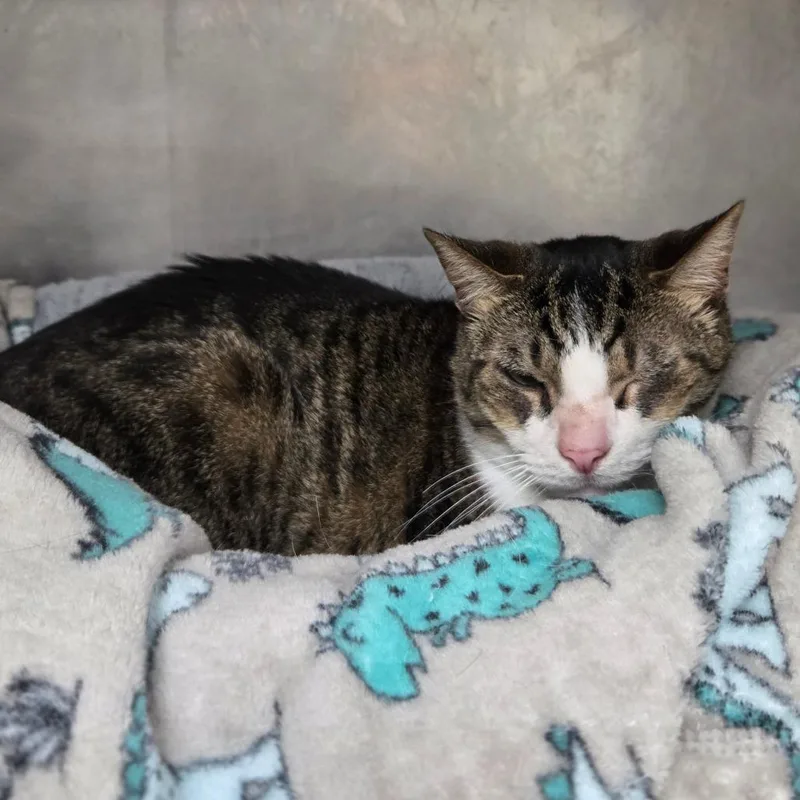 An adult large-sized male Brown / Chocolate Domestic Short Hair cat named Cujo for adoption in San Jacinto, CA