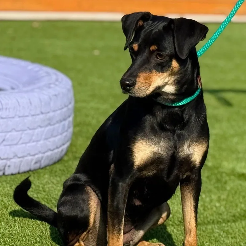 An adult medium-sized female Black Mixed Breed dog named Glory for adoption in Hondo, TX