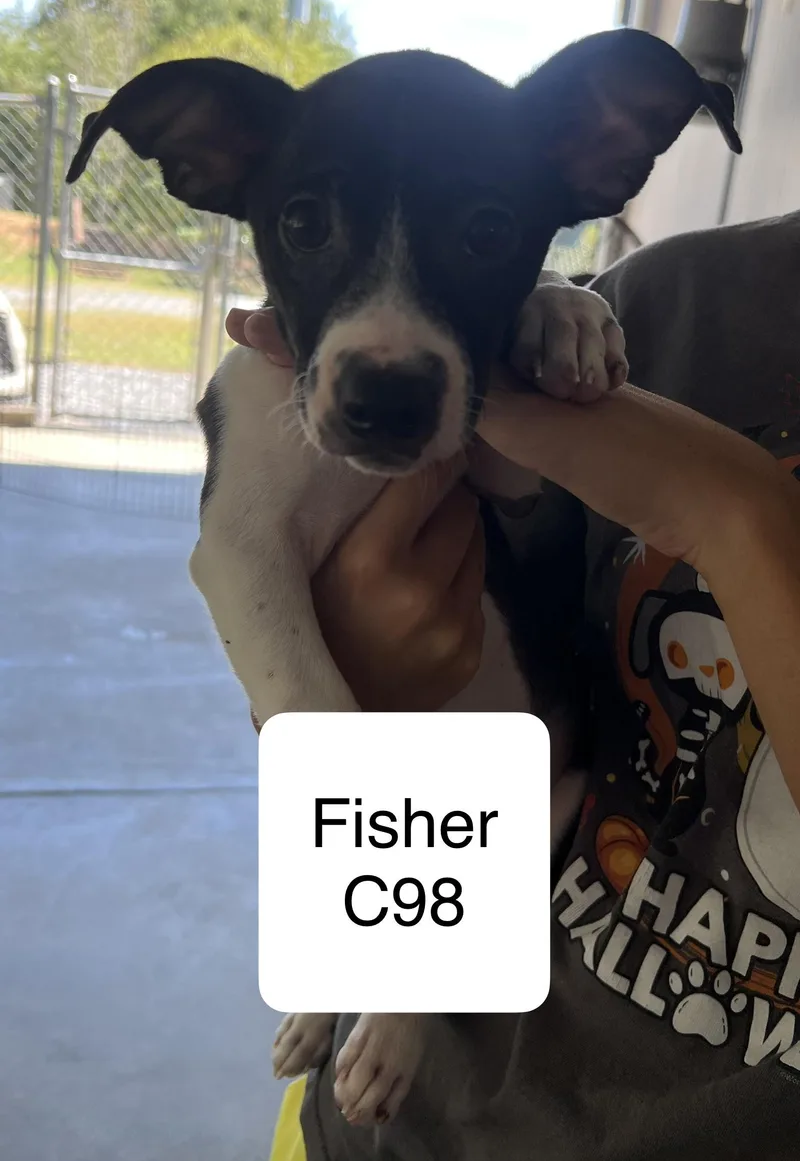 A baby small-sized male Chihuahua dog named Fisher for adoption in Morganton, NC