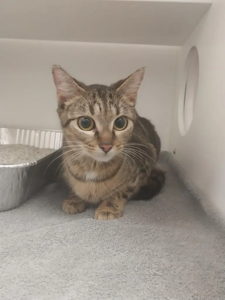 A young small-sized female Domestic Short Hair cat named Janet for adoption in Oxford, NC