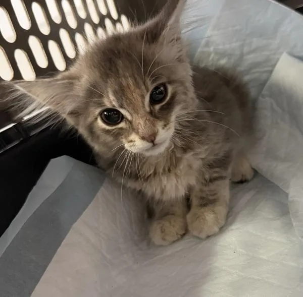 A baby small-sized female Domestic Short Hair cat named Pepper for adoption in San Diego, CA