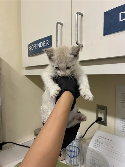 A baby small-sized male Domestic Short Hair cat named Prosciutto for adoption in Fremont, CA