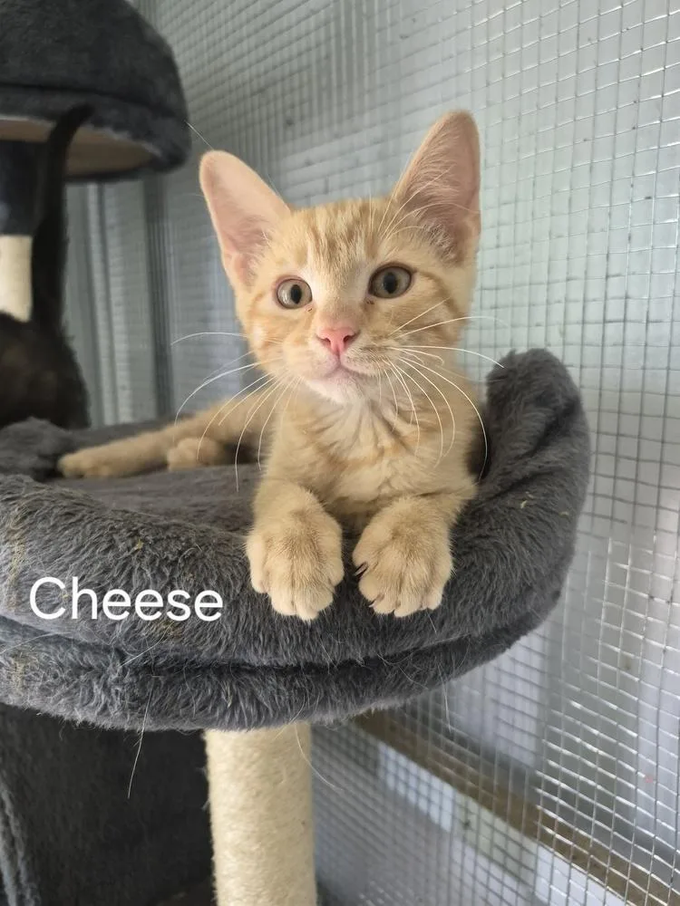 A young medium-sized male Tabby (Orange / Red) Domestic Short Hair cat named Cheese for adoption in Salisbury, NC