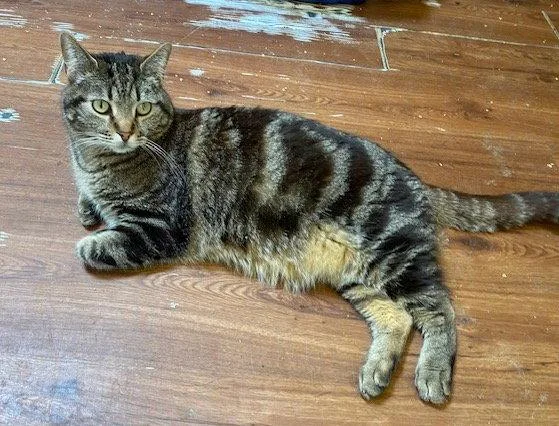 An adult large-sized male Domestic Short Hair cat named Dizzy for adoption in Escondido, CA