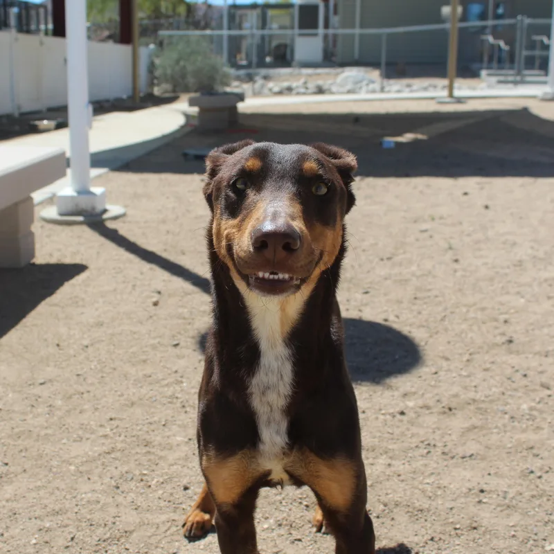 A young medium-sized male Black Doberman Pinscher dog named Mocha Joe for adoption in Yucca Valley, CA