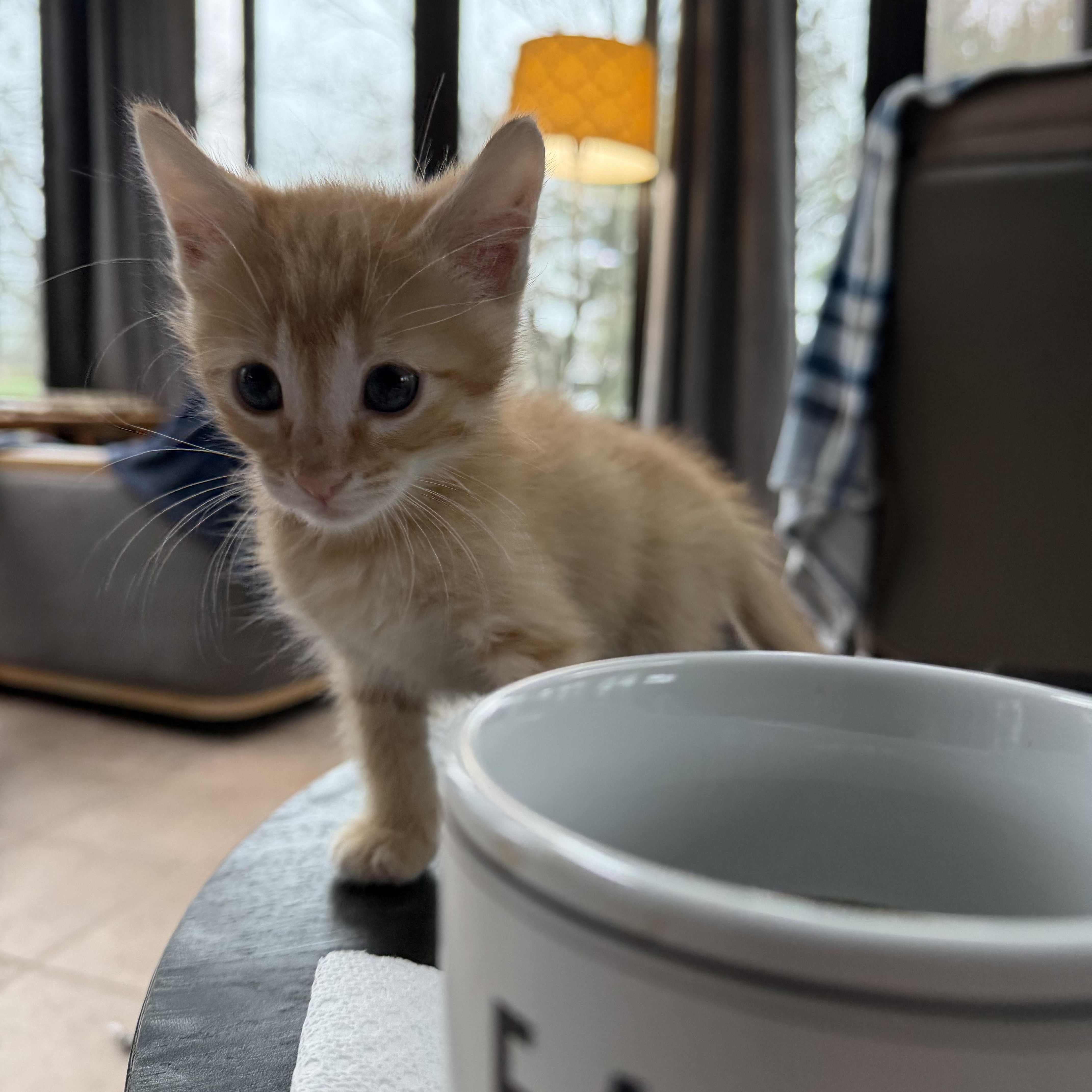 A baby medium-sized male Tabby (Orange / Red) Domestic Short Hair cat named Todd for adoption in White Lake, MI