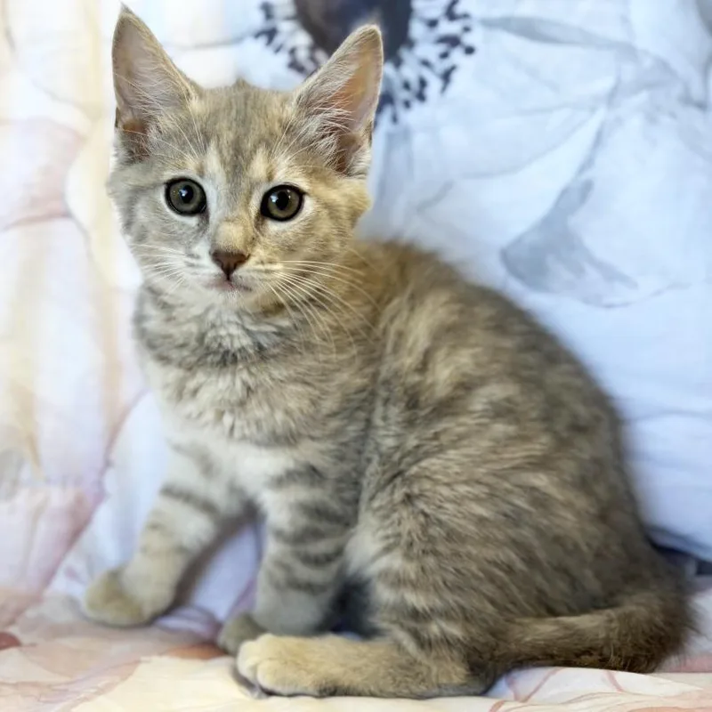 A baby small-sized female Gray / Blue / Silver Domestic Short Hair cat named Fanny for adoption in Mount Juliet, TN