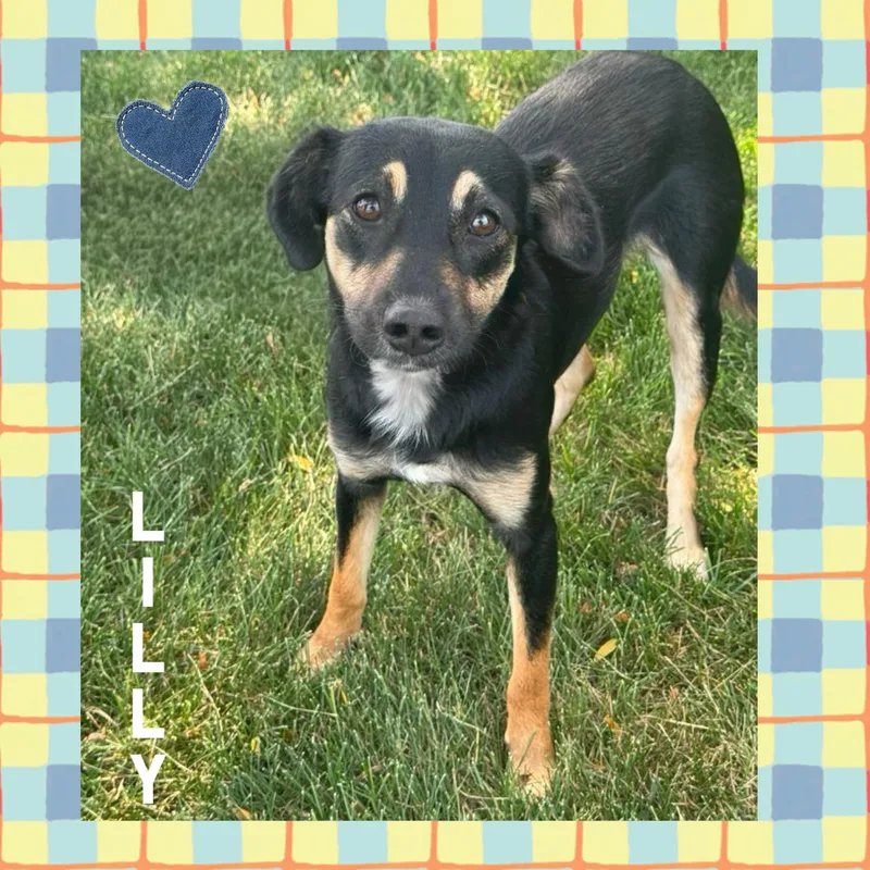 Lilly thumbnail 4