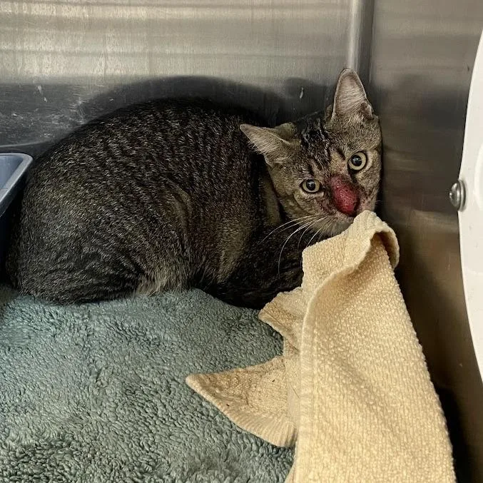An adult medium-sized male Brown / Chocolate Domestic Short Hair cat named Pumba for adoption in Port Charlotte, FL